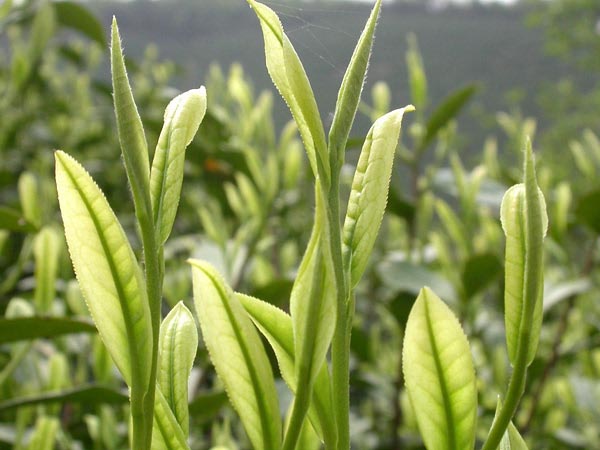 Gros plan sur le bourgeon de thé vert An Ji Bai Cha Gros plan sur le bourgeon de thé vert An Ji Bai Cha